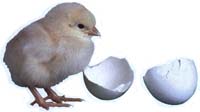 Chicken And Egg Chicken And Egg