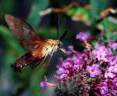 Hummingbird